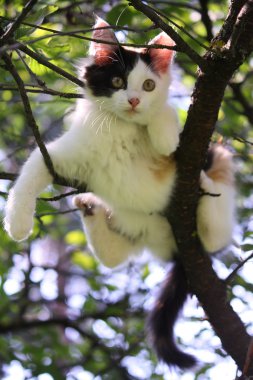 ağaç dalı oturan sevimli kedi yavrusu