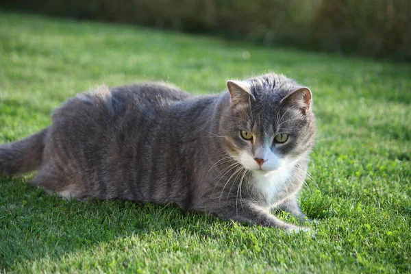 Gray cat resing in the grass — Stock Photo, Image