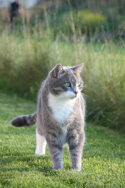 Carino gatto grigio adulto in piedi nell'erba — Foto Stock