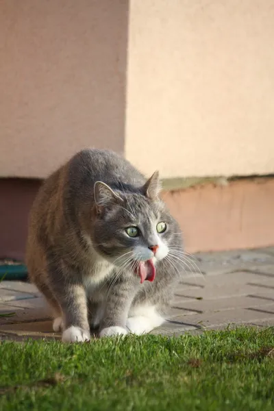 一只灰色的猫在草地随地吐痰 — 图库照片