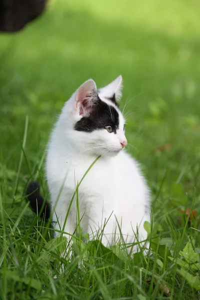 Petit chaton assis dans l'herbe — Photo