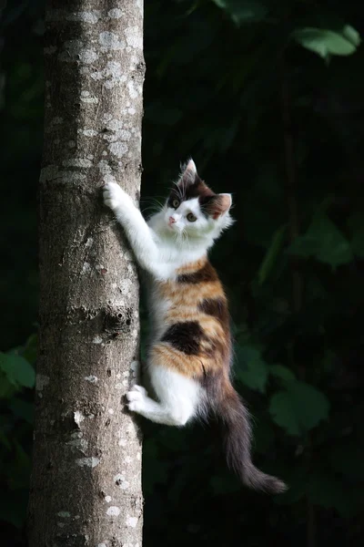 Lindo gatito de tres colores subiendo en el árbol — Foto de Stock