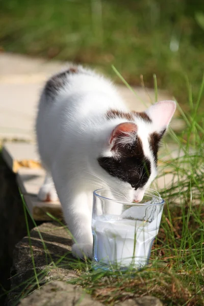 Söt kattunge dricka mjölk från glaset — Stockfoto