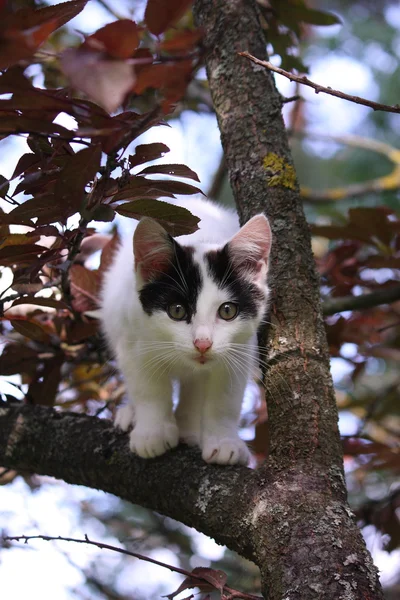 Cute three colored kitten climbing on the tree — Stock Photo, Image