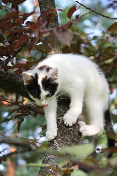 Cute three colored kitten climbing on the tree — Stock Photo, Image