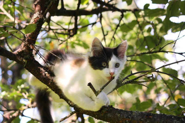 Симпатичный трехцветный котенок, грызущий ветку дерева. — стоковое фото