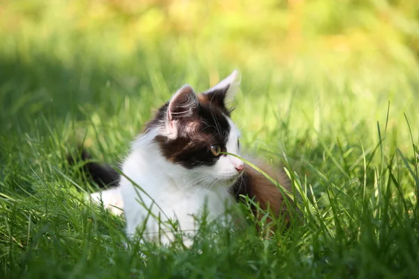 Petit chaton assis dans l'herbe — Photo
