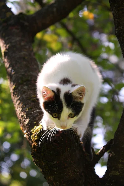 Cute three colored kitten climbing on the tree — Stock Photo, Image