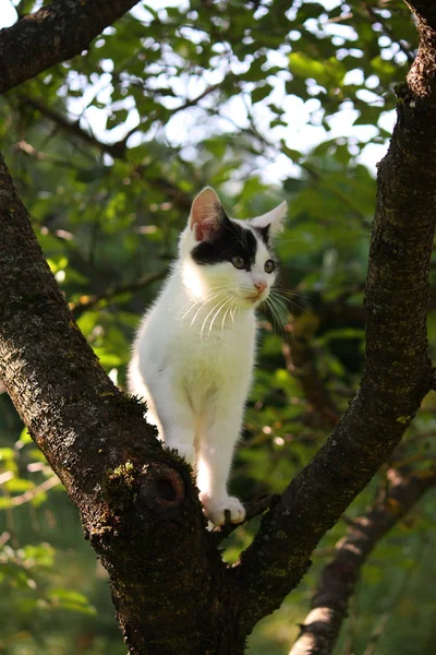 Söt kattunge vilar på en trädgren — Stockfoto