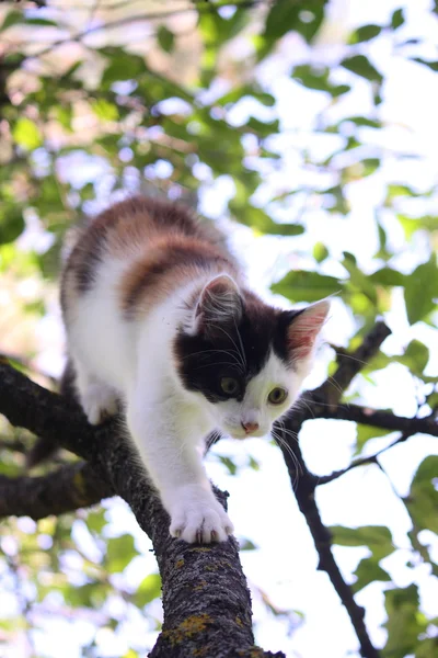 Söt tre färgade kattunge klättring på trädet — Stockfoto