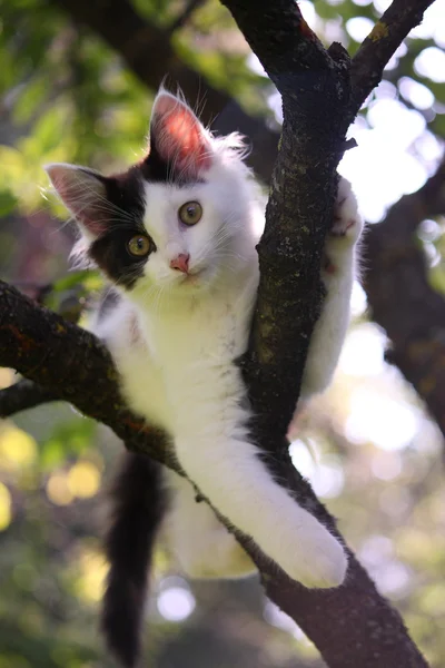 Kucing lucu beristirahat di cabang pohon. — Stok Foto