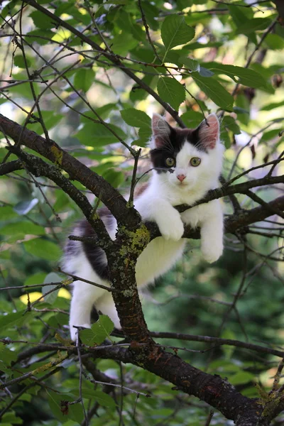 Kucing lucu beristirahat di cabang pohon. — Stok Foto