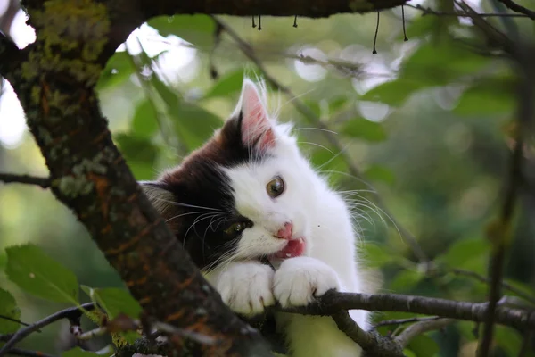 Lindo gatito de tres colores royendo en la rama del árbol — Foto de Stock