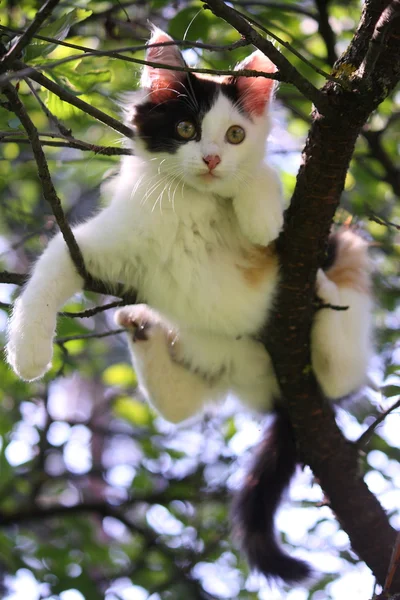 Kucing lucu beristirahat di cabang pohon. — Stok Foto