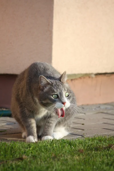 Grijze kat spugen op het gras Rechtenvrije Stockafbeeldingen