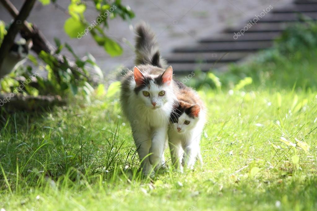Ile birlikte bahçede yürürken onu yavru kedi — Stok Foto © virgonira