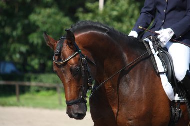 defne at terbiyesi gösterisi sırasında portre