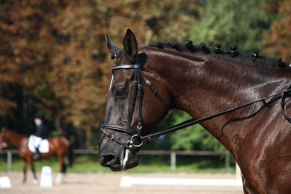 Retrato de caballo negro durante la competición de doma — Foto de Stock