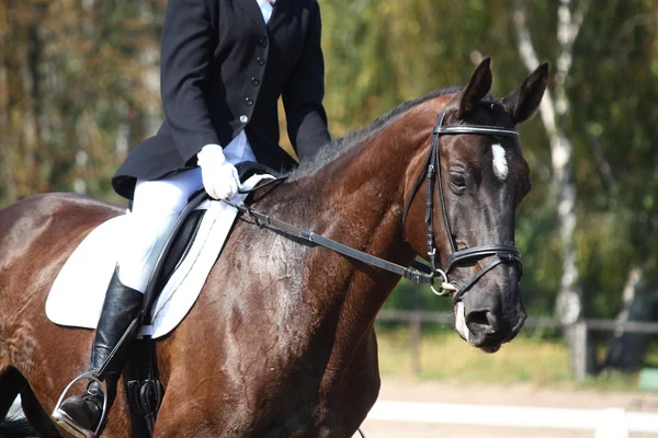 Portrait de cheval noir pendant la compétition de dressage — Photo