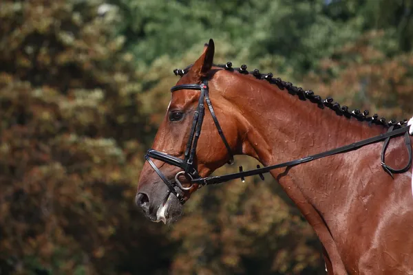 Baai paard portret tijdens dressuur show — Stockfoto