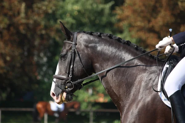 Retrato de caballo negro durante la competición de doma — Foto de Stock