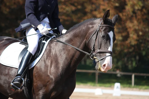 Portrait de cheval noir pendant la compétition de dressage — Photo