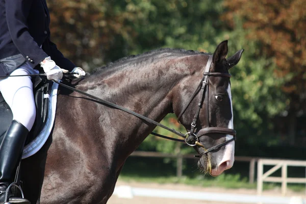 Zwarte paard portret tijdens dressuur — Stockfoto