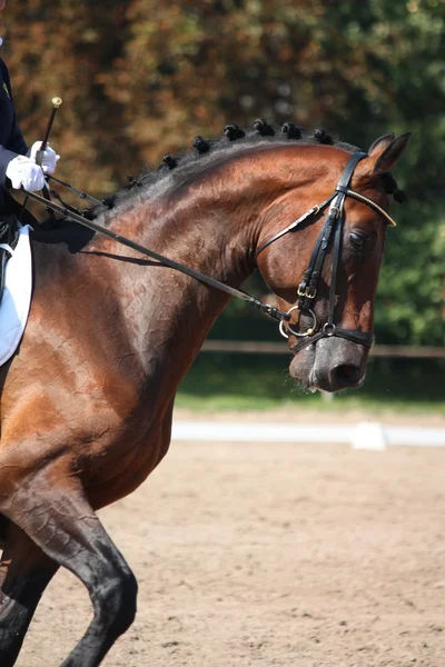 Porträt eines braunen Pferdes während der Dressur — Stockfoto