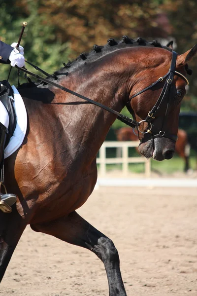 Bay hästen stående under dressyr show — Stockfoto