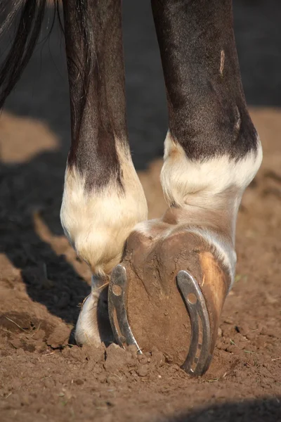 Close up of horse hoof with horseshoe — Stock Photo, Image