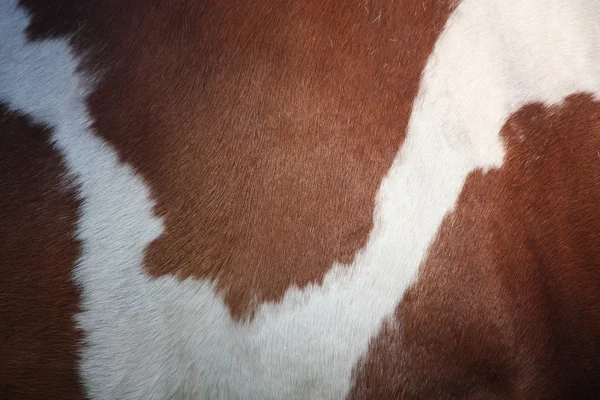 Pele de cavalo marrom e branca — Fotografia de Stock