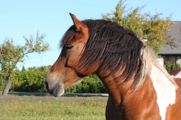 Portrait of beautiful skewbald horse — Stock Photo, Image