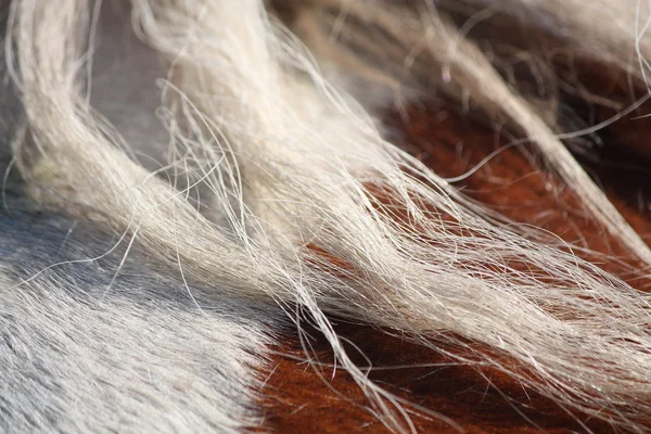 Ruskea ja valkoinen hevonen harja lähikuva — kuvapankkivalokuva