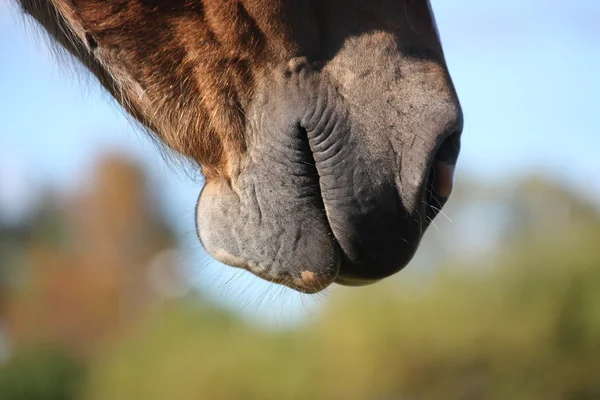 Zblízka koně nosu — Stock fotografie