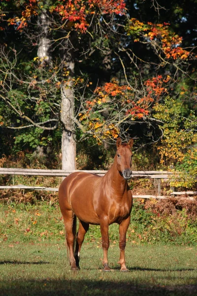 Chestnut horse at the pasture — Stock Photo, Image