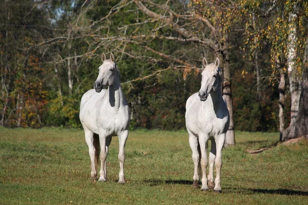 Dos caballos blancos en el pasto — Foto de Stock