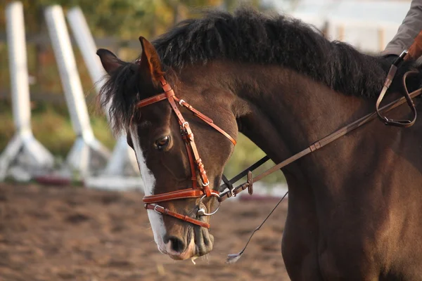 Retrato de cavalo esporte marrom — Fotografia de Stock