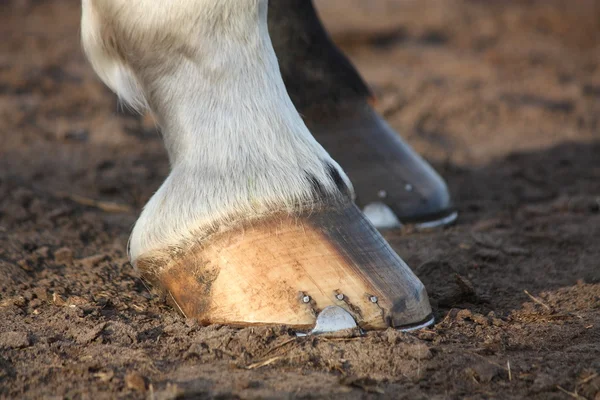 Primo piano di zoccoli di cavallo nero — Foto Stock