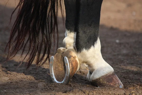 Close up van zwarte paard hoeven — Stockfoto