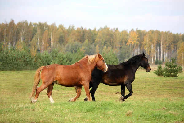 Две лошади бегут на пастбище — стоковое фото
