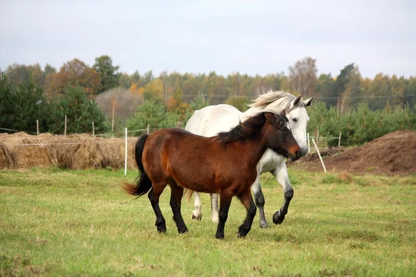 ポニーと馬を一緒に実行しています。 — ストック写真