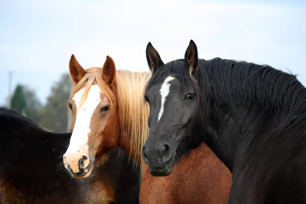 Dos hermosos caballos retrato en otoño — Foto de Stock