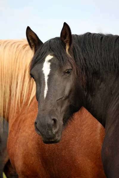 Černá portrét hřebec percheron ve stádě — Stock fotografie