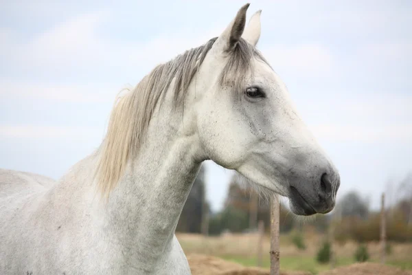 Caballo blanco en el retrato de pasto — Foto de Stock