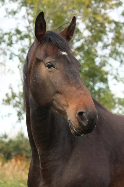 Hermoso retrato de caballo marrón en otoño —  Fotos de Stock