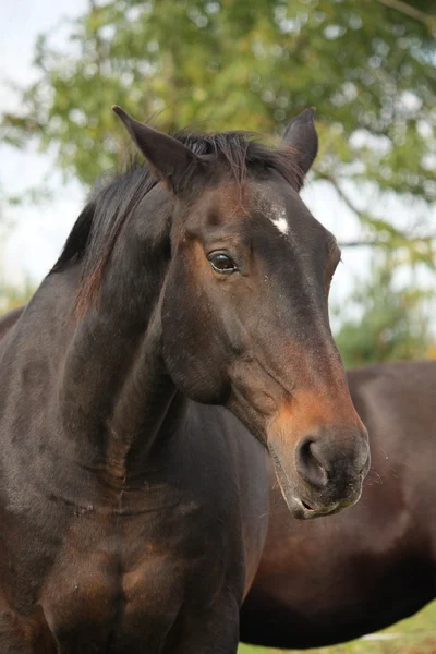 Belo retrato de cavalo marrom no outono — Fotografia de Stock