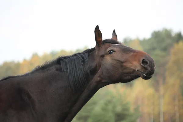 Vackra bruna häst porträtt i höst — Stockfoto