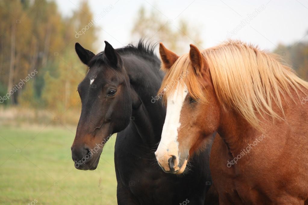 Two beautiful horses portrait in autumn