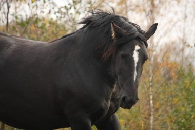 sonbaharın siyah percheron portresi