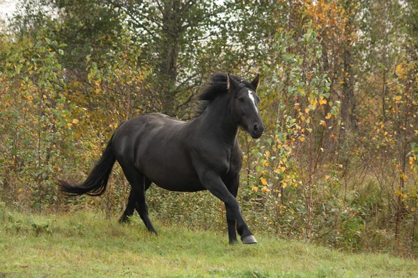 Powerful galloping percheron in autumn — Stock Photo, Image